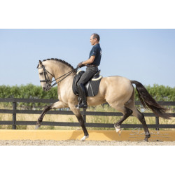 OHM-test-item, The Horse